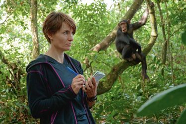 Sabrina Krief with Kimchi.  The primatologist never approaches within ten meters of the chimpanzees she studies so that they remain wild.