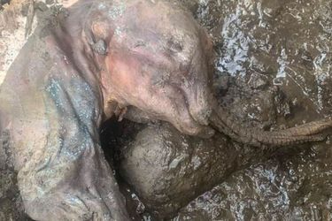 I mammut si trovano nello Yukon.