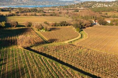 Autumn colors in the vineyard, November 2021.  In the background is the Bay of Saint-Tropez.