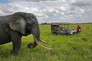 Tanzanie : une expérience unique au contact des animaux 