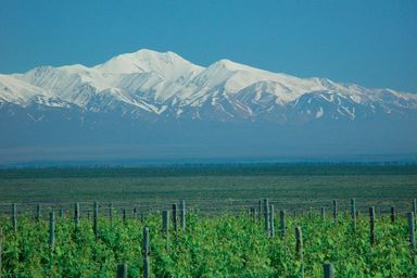 Les vignes de Laurent Dassault au pied de la Cordillière des Andes, un décor grandiose, mais pas seulement. C’est aussi un formidable réservoir d’eau pour irriguer les vignes dans cette région très sèche.