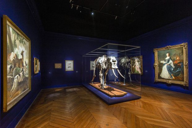 Le squelette de l’éléphante de Louis XIV exposé actuellement au château de Versailles