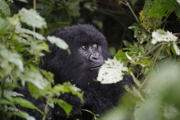 A deux heures de Kigali, la capitale, le Rwanda est le refuge d’un écosystème unique au monde: celui des gorilles des montagnes.