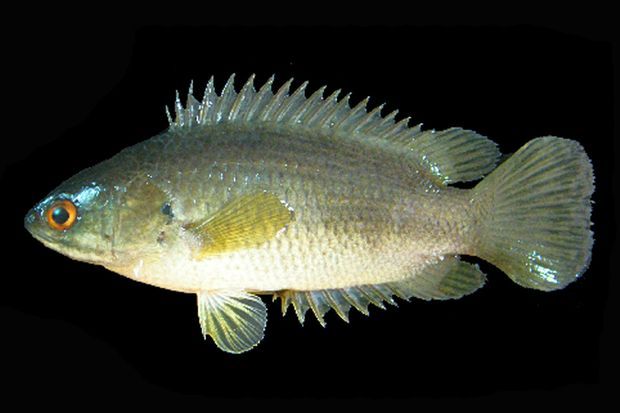 La Perche Grimpeuse Nbsp Un Poisson Hors Norme Menace L Australie La Perche Grimpeuse Nbsp Un Poisson Hors Norme Menace L Australie