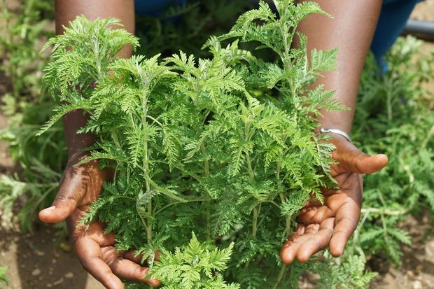 Artemisia: la plante "miracle" agit sur le Covid19