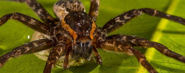 L'araignée Dolomedes briangreenei, surnommé Brian