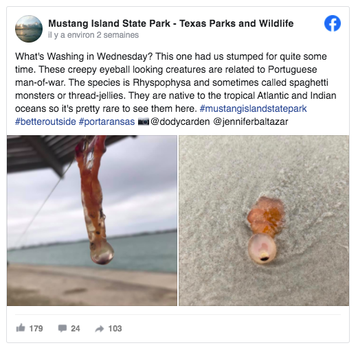 Des "globes oculaires" sur des plages texanes Capture-d-e-cran-2021-04-20-a-11.35.21_original_backup