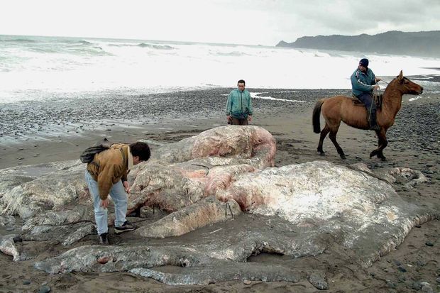 Cette pieuvre géante retrouvée sur un plage chilienne en 2003 est en réalité un cachalot en décomposition.