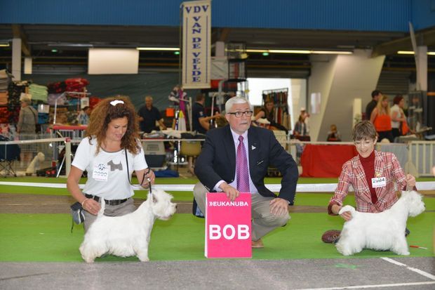 Championnat De France Des Chiens De Race Canons Canins
