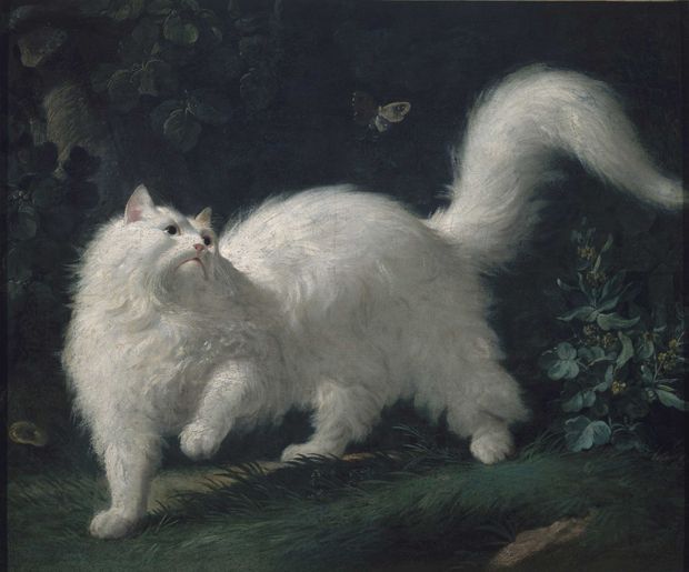 Louis Xv Ses Chats Brillant Et Le General Sont Restes Dans L Histoire