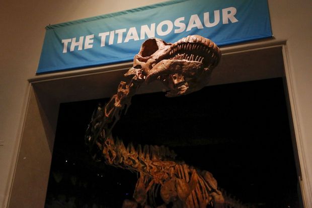 Le titanosaure est si long que la vaste salle qui l'accueille ne suffit à contenir la reconstitution.