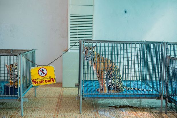 Retirés à leur mère dès la naissance, les jeunes tigres du Sriracha Tiger Zoo de Chonburi (Thaïlande) ne quittent leur cage que pour les séances photos avec les touristes. Retirés à leur mère dès la naissance, les jeunes tigres du Sriracha Tiger Zoo de Chonburi (Thaïlande) ne quittent leur cage que pour les séances photos avec les touristes.