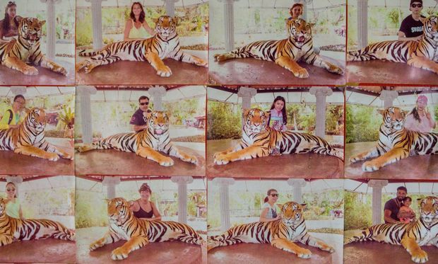 Pour dix dollars, la photo souvenir avec un tigre retenu par une chaîne qui l'empêche de se lever, au zoo de Phuket (Thaïlande). Pour dix dollars, la photo souvenir avec un tigre retenu par une chaîne qui l'empêche de se lever, au zoo de Phuket (Thaïlande).