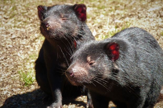 10 Choses Que Vous Avez Toujours Voulu Savoir Sur Le Diable De Tasmanie