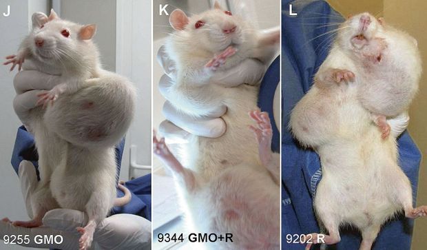 Rats OGM-