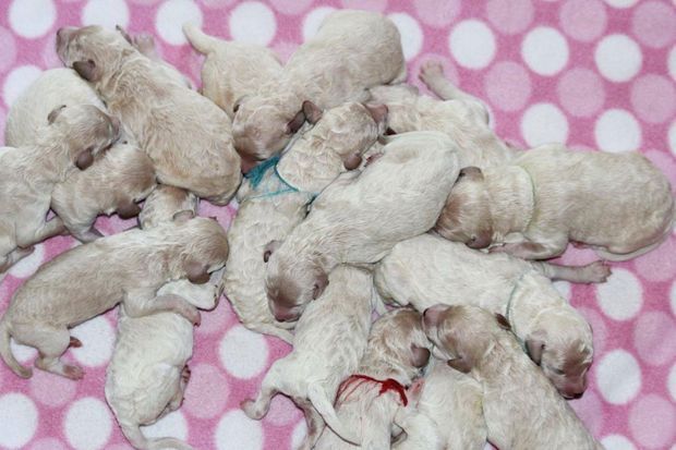 Une Chienne A Donne Naissance A Un Incroyable Nombre De Chiots
