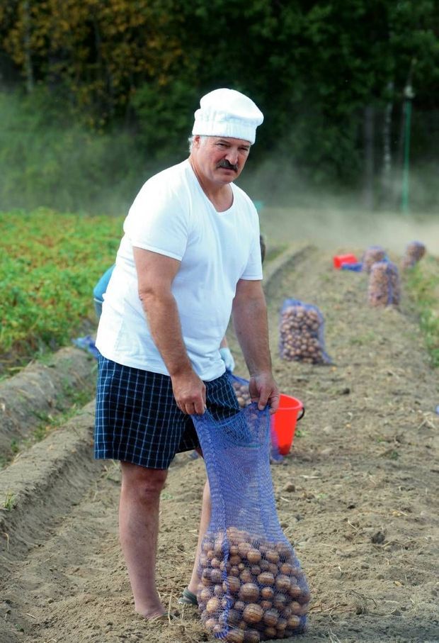 La récolte de pommmes de terre, en 2015, dans sa résidence officielle de Drozdy, à quelques kilomètres de Minsk.