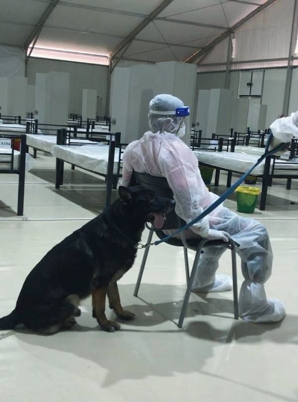 Les éqiupes émiraties testent leurs chiens renifleurs auprès de patients malades à l'hôpital de Charjah, en juin 2020. Les éqiupes émiraties testent leurs chiens renifleurs auprès de patients malades à l'hôpital de Charjah, en juin 2020.