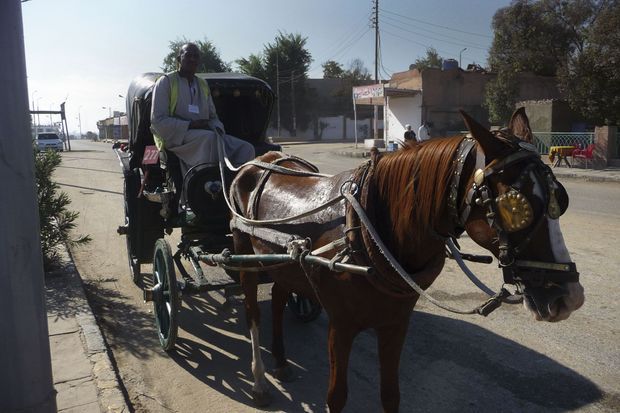 Depuis l’âge de 12 ans, Yasser conduit les touristes en calèche jusqu’au temple d’Edfou. Depuis l’âge de 12 ans, Yasser conduit les touristes en calèche jusqu’au temple d’Edfou.