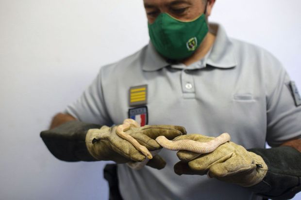 Les fonctionnaires de l'Office français de la biodiversité se retrouvent avec des crotales aux morsures mortelles... Les fonctionnaires de l'Office français de la biodiversité se retrouvent avec des crotales aux morsures mortelles...