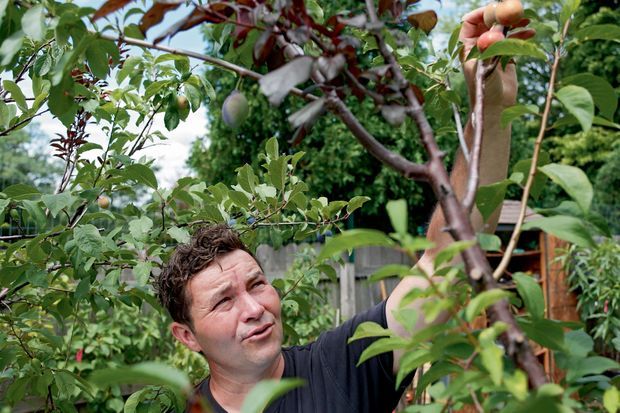 Sam Van Aken Il A Crée Larbre Aux 40 Fruits