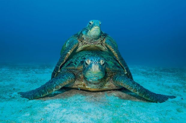 Dans la tiédeur bleutée des lagons, les tortues de mer n’ont que dix minutes pour s’accoupler. Après, elles doivent remonter en surface pour respirer.