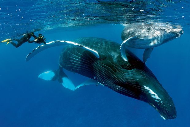 Pour réaliser des prises de vues inédites, les plongeurs de « The Explorers Network » sont allés filmer des baleines à bosse aux limites du possible.