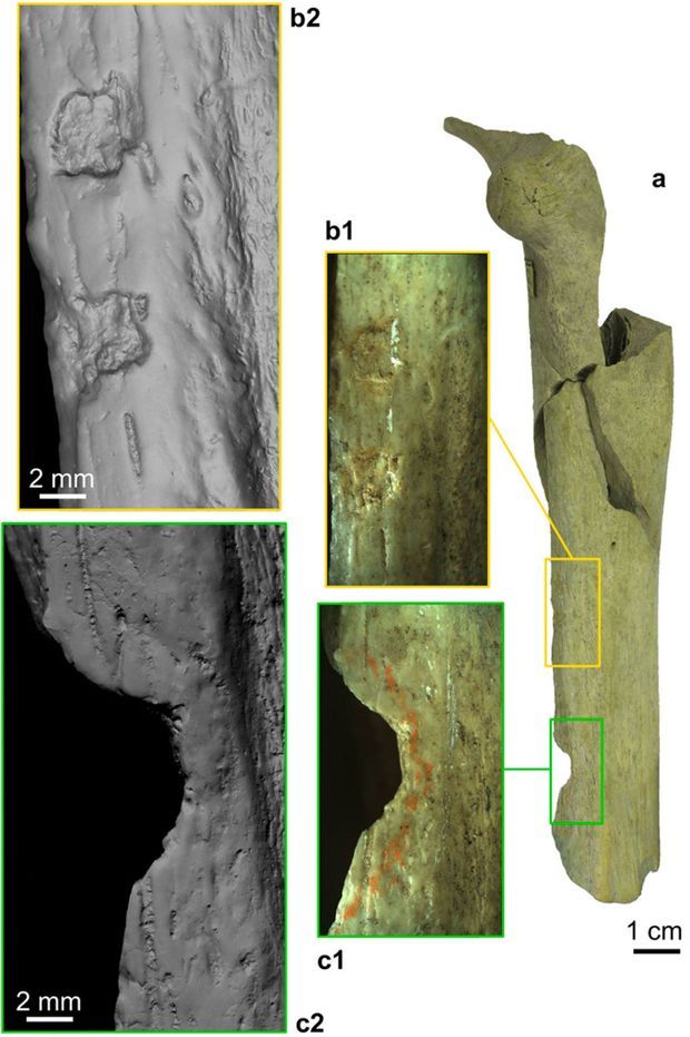Les os mutilés retrouvés dans la grotte de Goyet, en Belgique