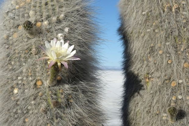 Une fleur de cactus en Bolivie