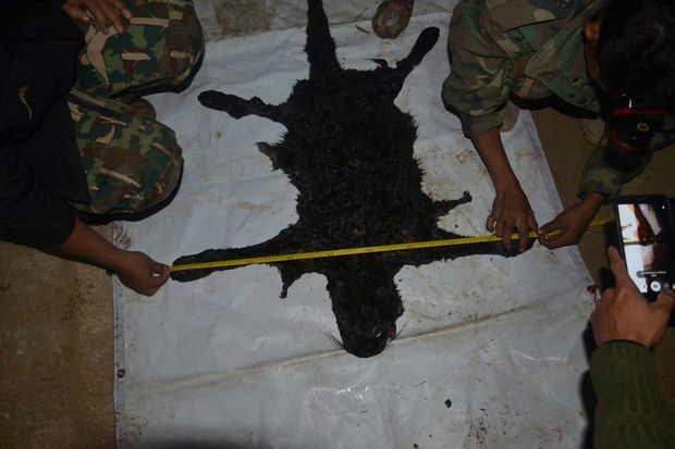 Les restes du léopard noir tué par le Thaïlandais.