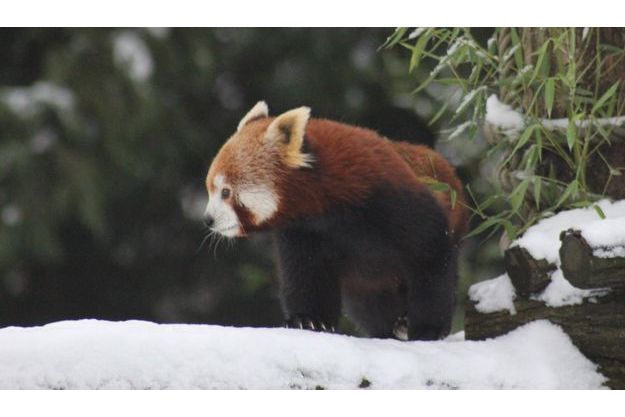 Les Panda Du Zoo De Beauval Un An Deja