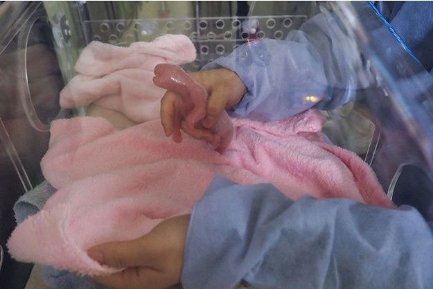 A Beauval Le Miracle Des Bebes Pandas Jumeaux