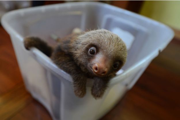 Bebe Paresseux Mignons Mais Menaces