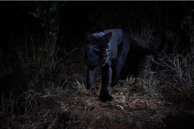 C Etait Une Panthere Noire Sortant Des Tenebres C Etait Une Panthere Noire Sortant Des Tenebres