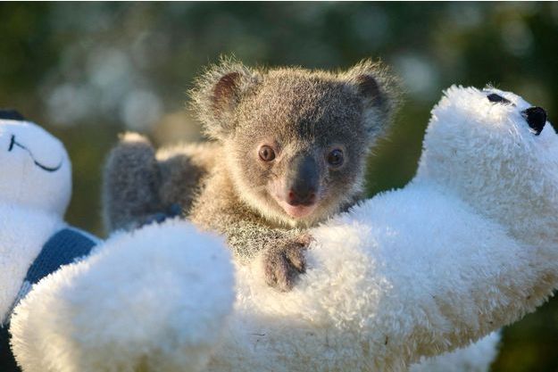 https://resize-parismatch.lanmedia.fr/r/625,417,center-middle,ffffff/img/var/news/storage/images/paris-match/actu/environnement/espoir-pour-les-koalas-d-australie-neuf-bebes-sont-nes-1696768/27661904-1-fre-FR/Espoir-pour-les-koalas-d-Australie-neuf-bebes-sont-nes.jpg