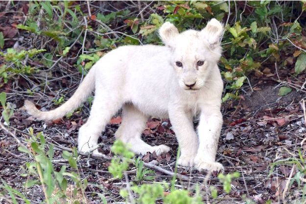 La Beaute Rare D Un Lionceau Blanc A L Etat Sauvage