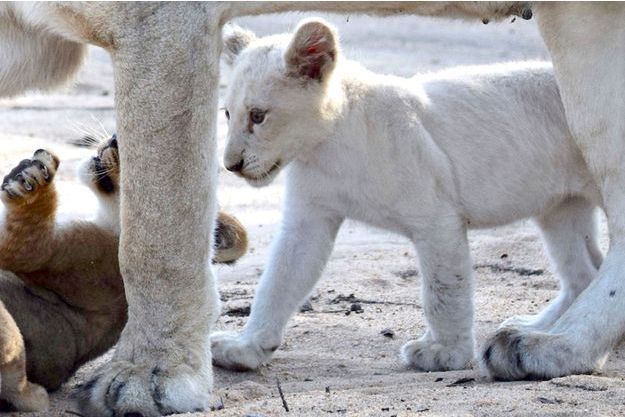 La Beaute Rare D Un Lionceau Blanc A L Etat Sauvage