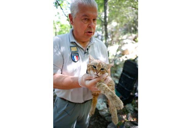 Le Mystère Du Chat Renard Qui Affole La Corse