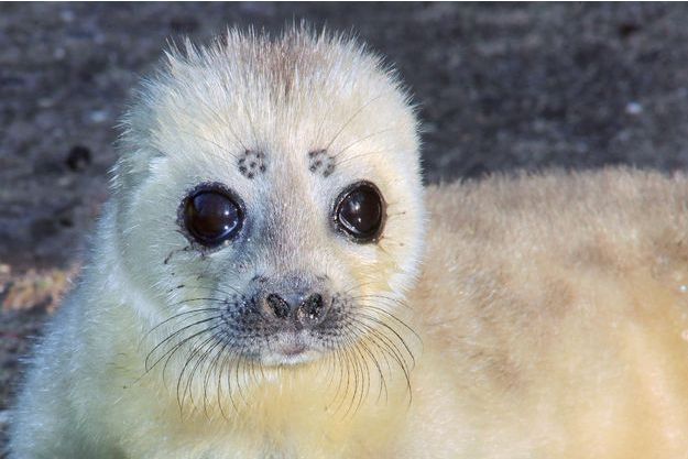 Les 10 Espèces Les Plus Menacées Par Le Réchauffement Climatique