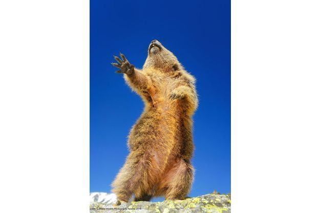 Les Photos D Animaux Les Plus Droles De 19