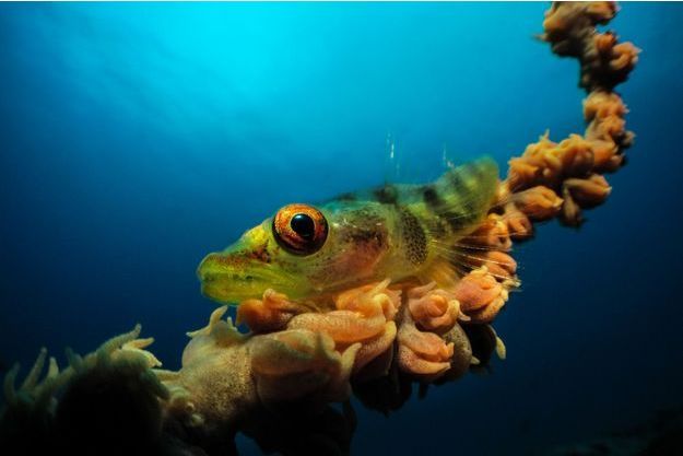 Un Francais Remporte Le Prix De La Meilleure Photo Sous Marine 2017