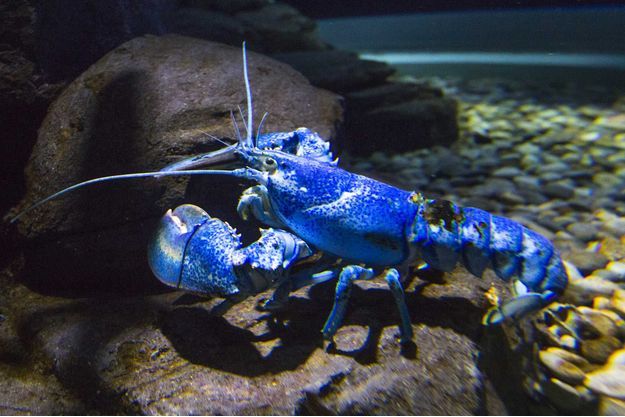 Un rare spécimen de homard bleu, photographié dans un aquarium à Toronto (Canada).