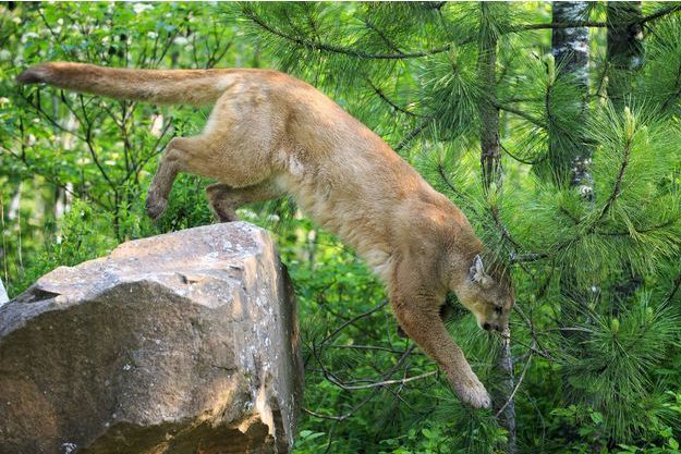 puma tue par une femme puma tue par une femme