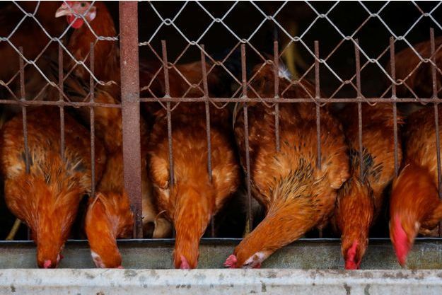 Bretagne Un Renard Tué Par Des Poules Dans Un Poulailler