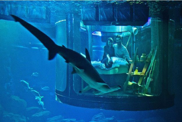 Ils Ont Dormi Dans Une Chambre Entouree De Requins