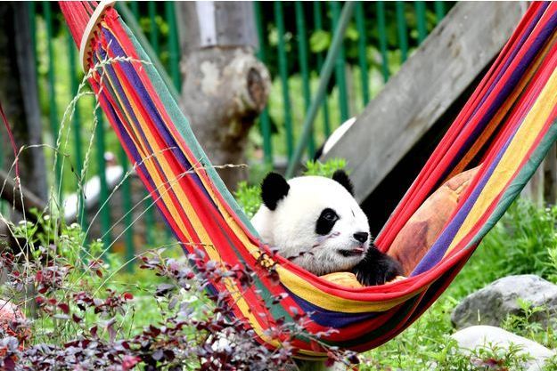 Le Joyeux Anniversaire Des Pandas En Chine Le Joyeux Anniversaire Des Pandas En Chine