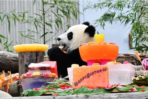 Le Joyeux Anniversaire Des Pandas En Chine