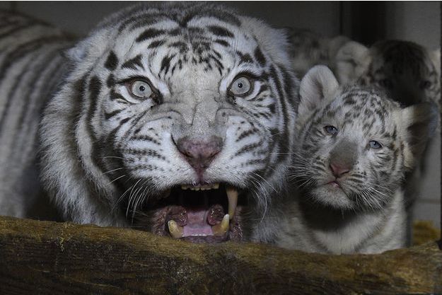 Trois Tigres Blancs Naissent Au Zoo D Amneville