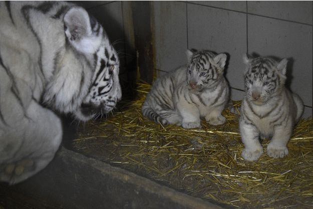 Trois Tigres Blancs Naissent Au Zoo D Amneville