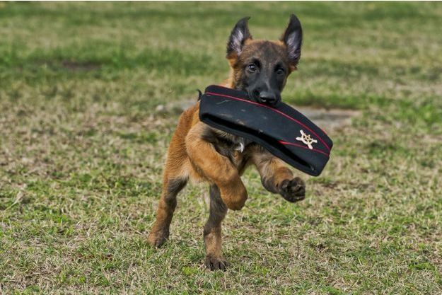 Un Petit Chiot Nomme Persee A Rejoint L Armee Francaise
